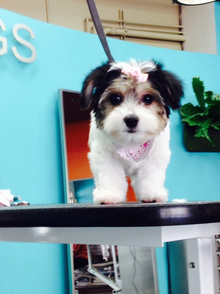 City Dogs Grooming San Francisco City Dogs Grooming San Francisco