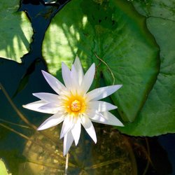 Glover Nursery 26 Photos 24 Reviews Nurseries Gardening Photo Of Glover Nursery West Jordan Ut United States Waterlily