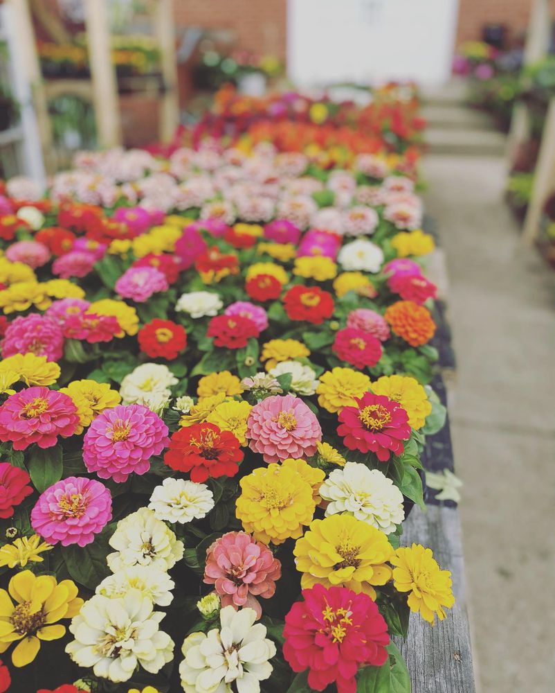 Armful of Flowers