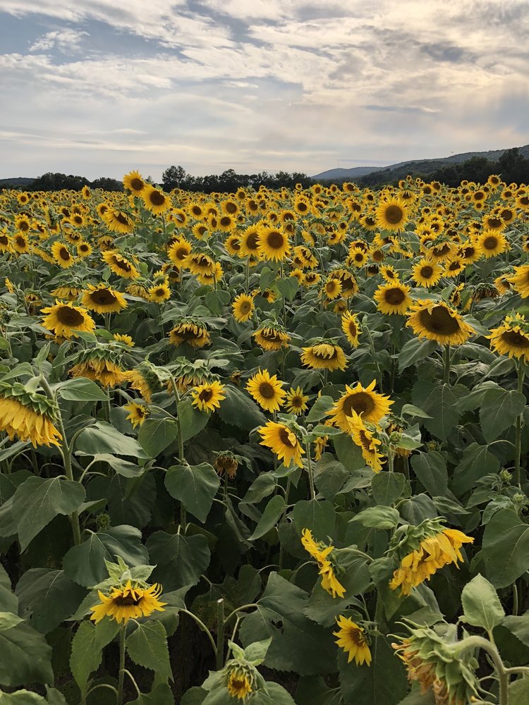 2nd Mountain Sunflowers
