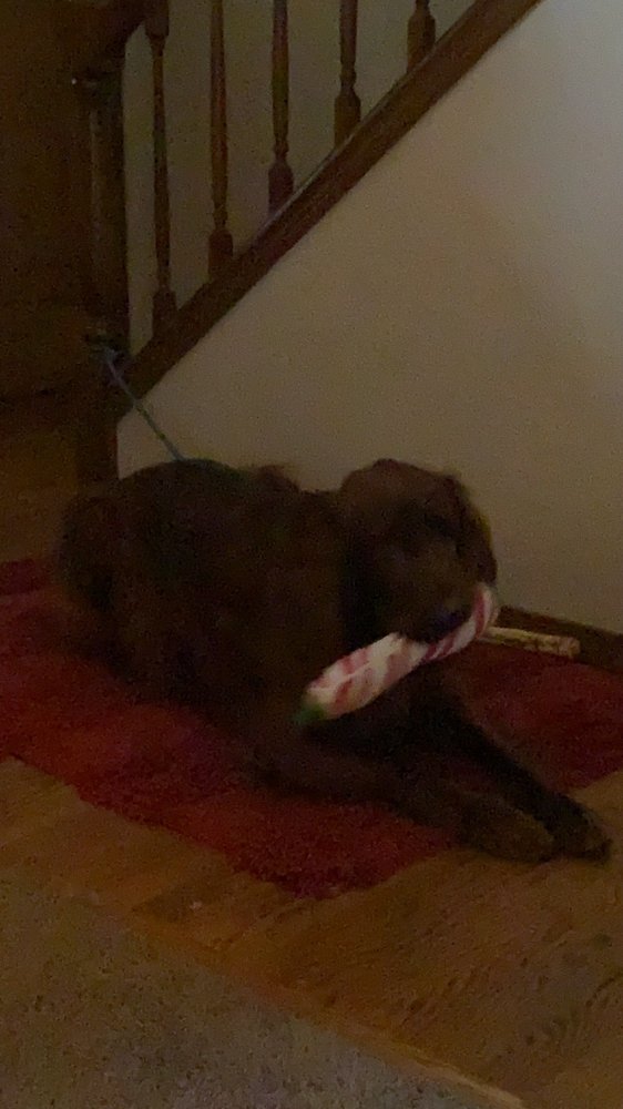 Dependable Carpet Care