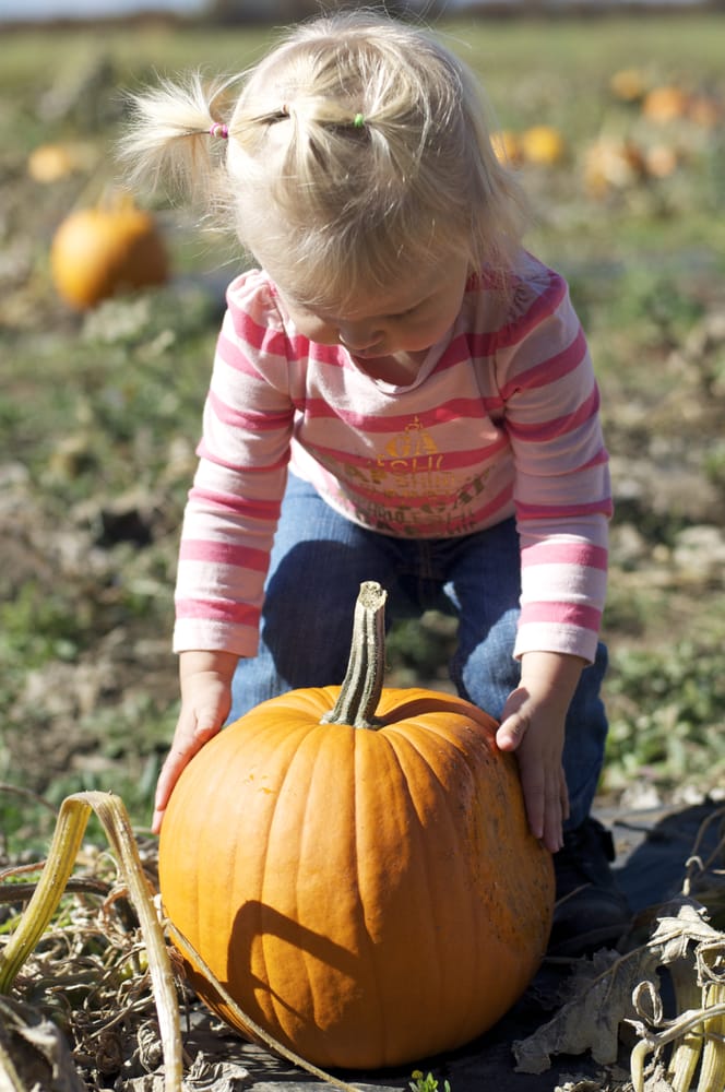 Huffman Farms U-Pick Pumpkin Patch