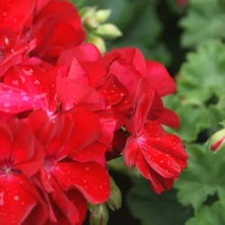 Village Nurseries 145 Photos 30 Reviews Gardening Photo Of Village Nurseries San Go Ca United States Pelargonium