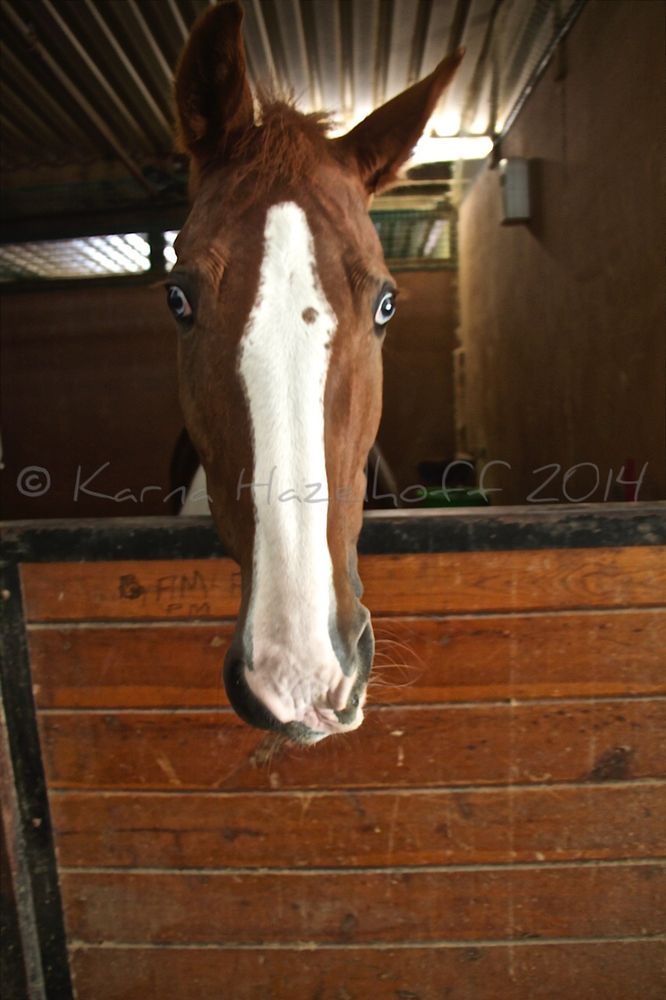 Triple R Boarding Stables Horse Boarding 1830 Riverside Dr