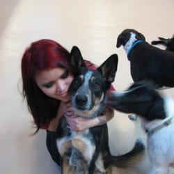daycare portland oregon virginia woof daycare cerrado cuidado de mascotas 510 ne martin luther king daycare portland oregon virginia woof daycare cerrado cuidado de mascotas 510 ne martin luther king