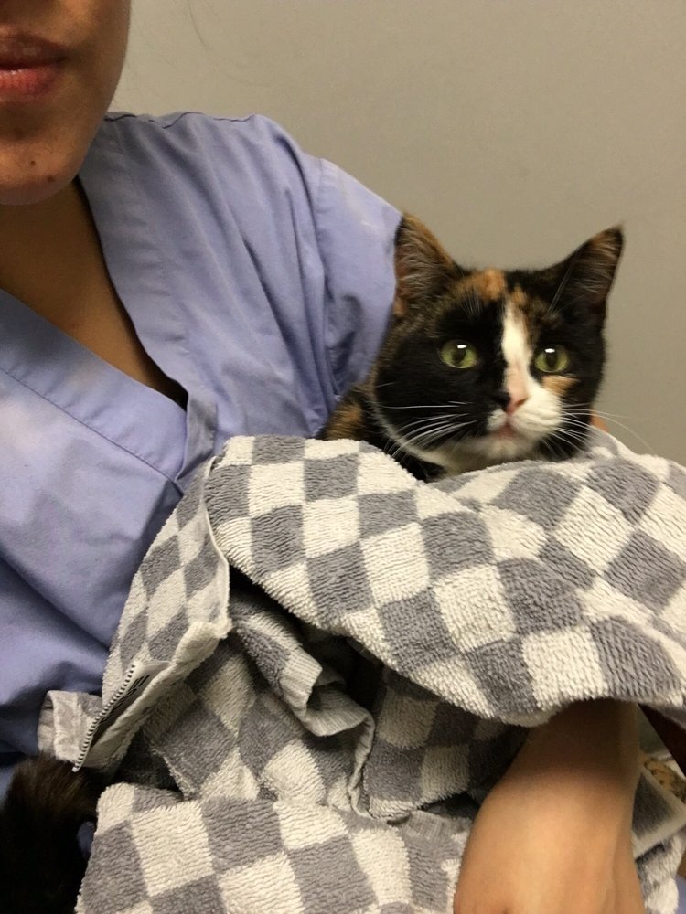 Flushing Veterinary Hospital 22 Photos & 32 Reviews Veterinarians