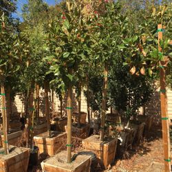 Quality Growers 69 Photos 12 Reviews Nurseries Gardening Quality Growers 69 Photos 12 Reviews Nurseries Gardening 19970 Grant St Corona Ca Phone Number Yelp
