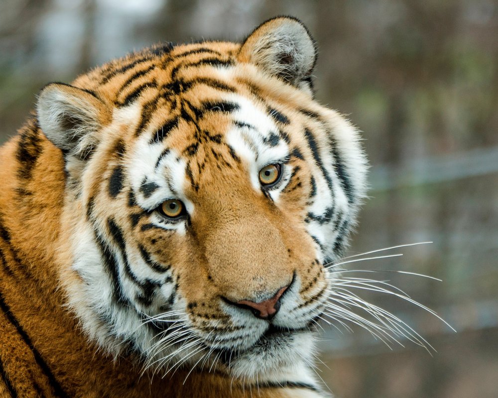 John Ball Zoo 98 Photos & 60 Reviews Zoos 1300 Fulton W, Grand