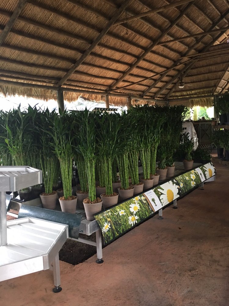 Entire Section Of Lucky Bamboo Yelp Photo Of Santa Barbara Nursery Miami Fl United States Entire Section