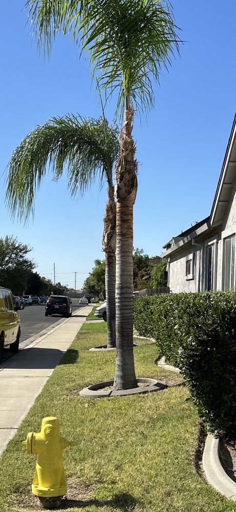 American Tree Service