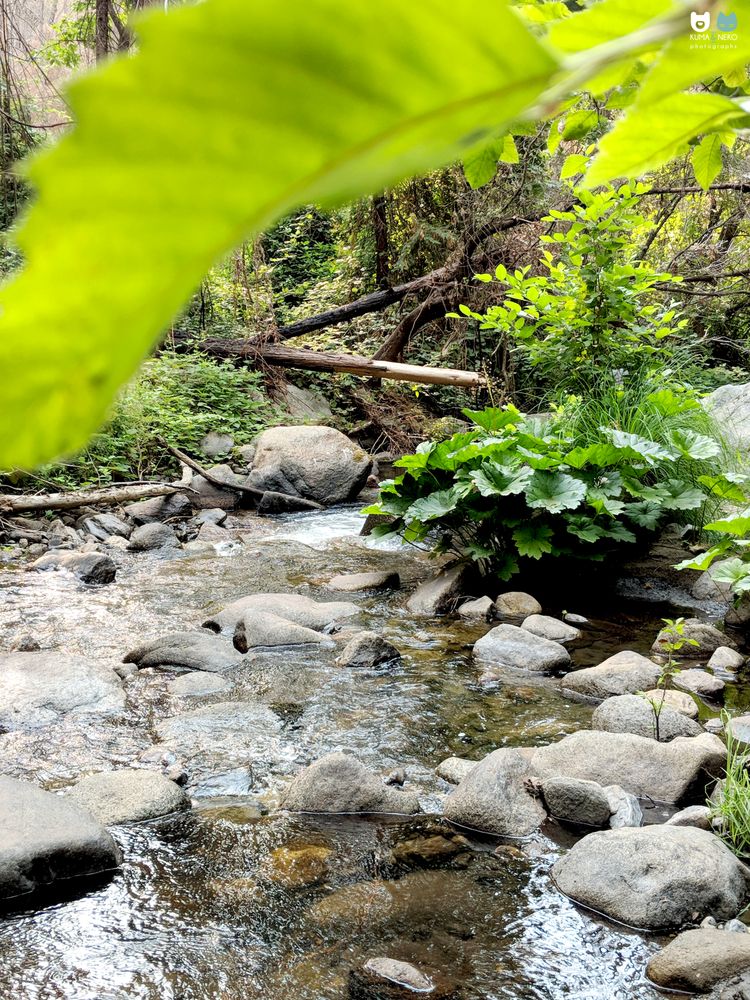 Lewis Creek Trail 50 Photos & 11 Reviews Hiking Oakhurst, CA Yelp