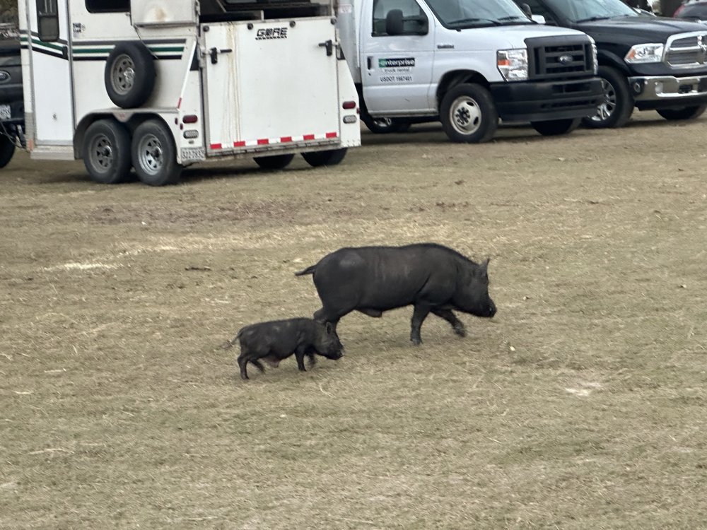 Batman Wildlife and Chimney Sweep