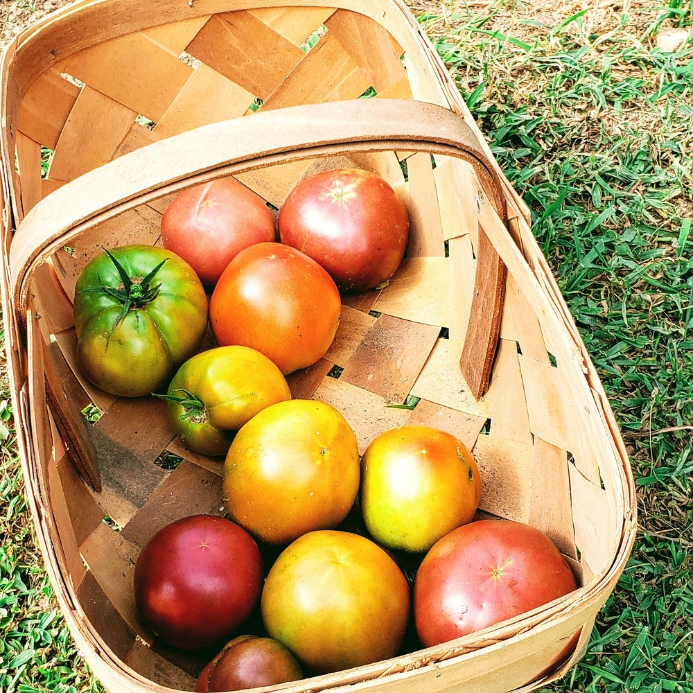 Stanley’s Greenhouse 38 Photos & 10 Reviews Nurseries & Gardening