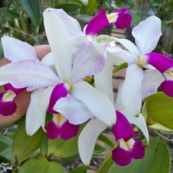 Mickey S Orchids 14 Photos Nurseries Gardening 315 Sw 23rd Photo Of Mickey S Orchids Fort Lauderdale Fl United States