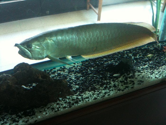 Arijuana fish
