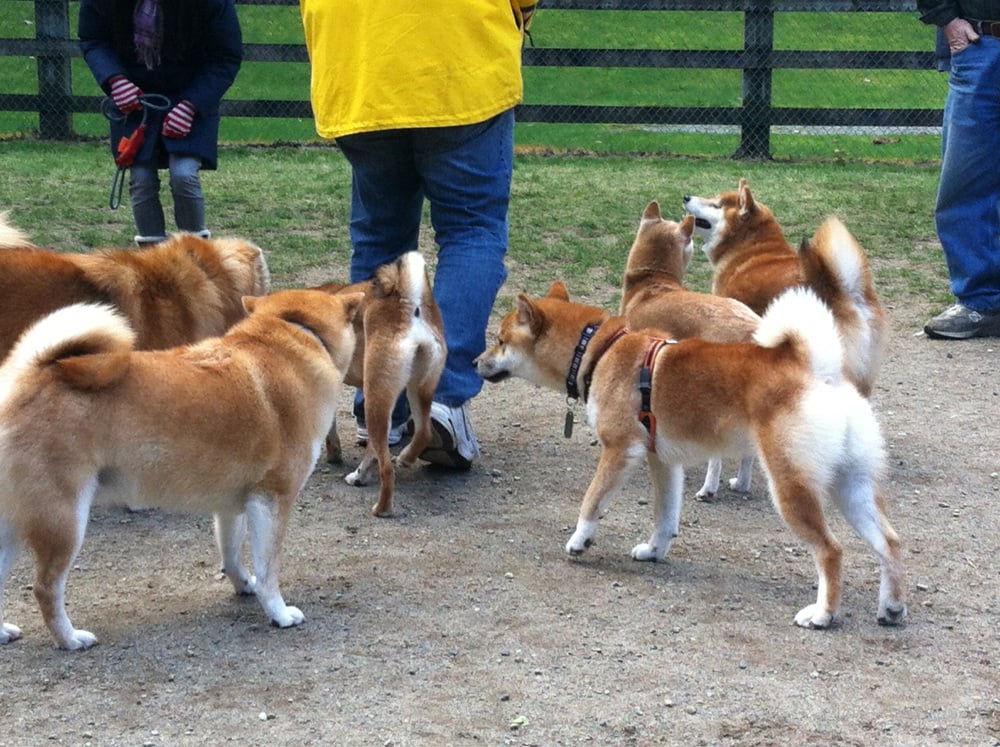 Shiba Inu Meetup Goldenacresdogscom