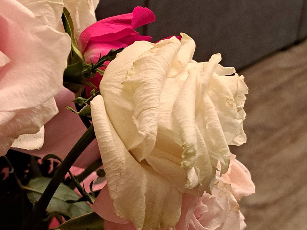 Enchanted Florist of Cape Coral