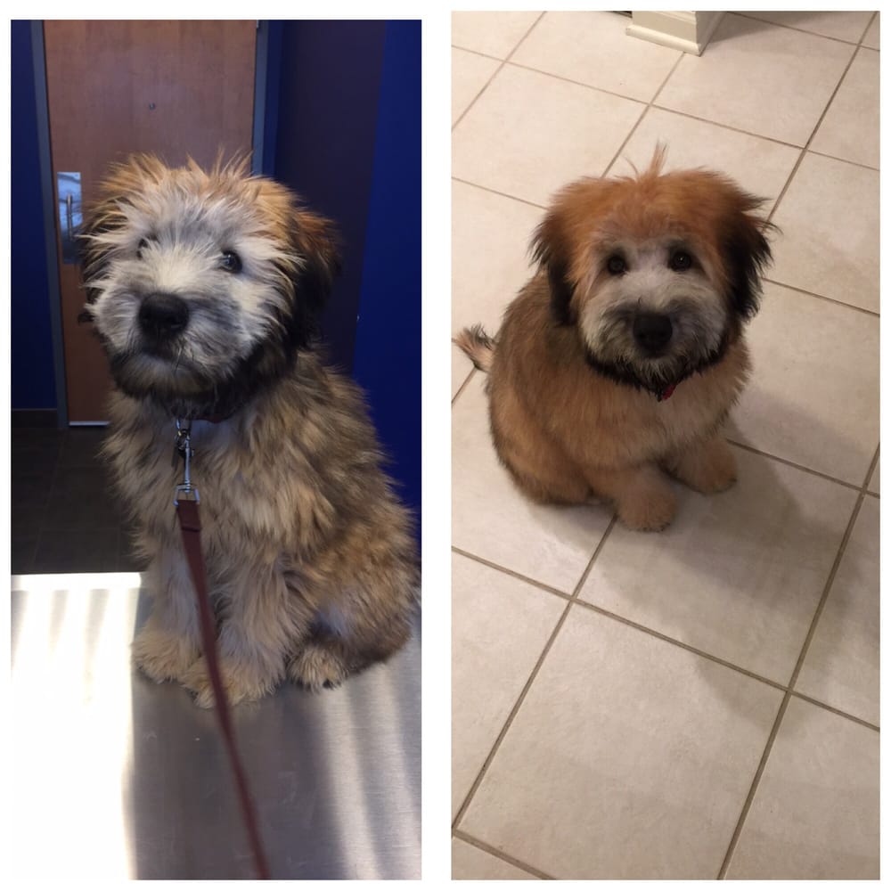 PetSmart 38 Reviews Pet Stores 2153 75Th St, Darien, IL Phone