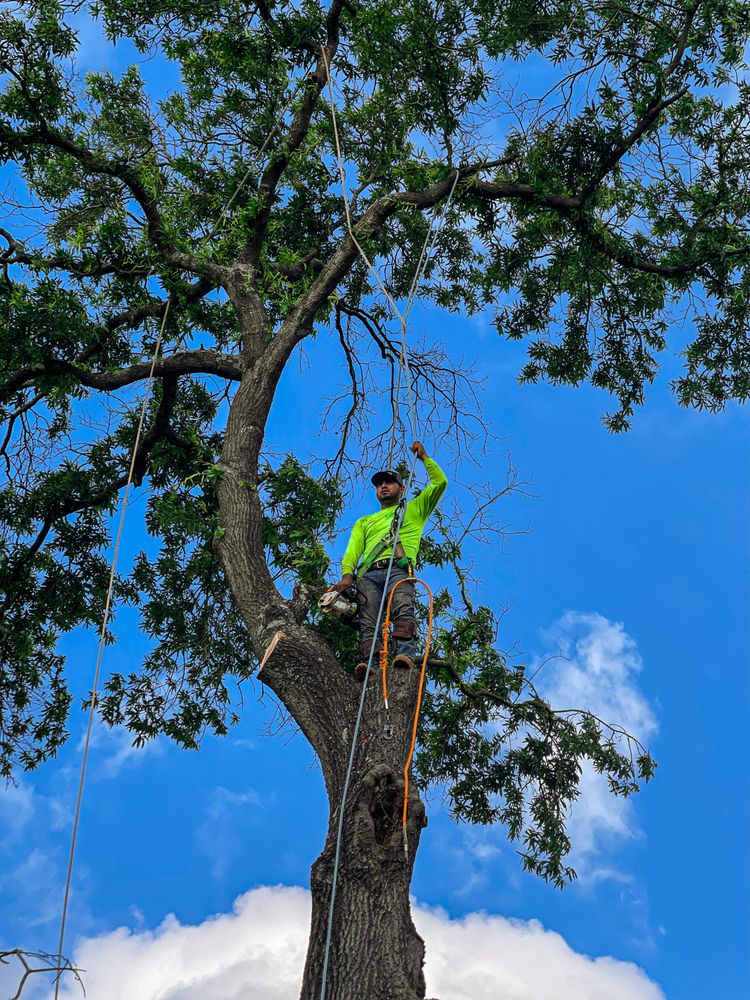 Better View Tree Service