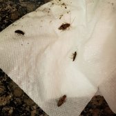 Old Farm Apartments 27 Photos 17 Reviews 2500 Photo Of Old Farm Apartments Houston Tx United States Infested With Roaches