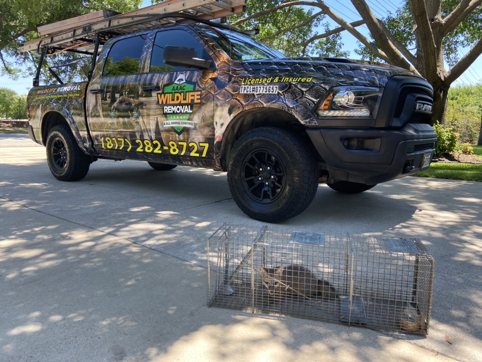 AAAC Wildlife Removal - Fort Worth