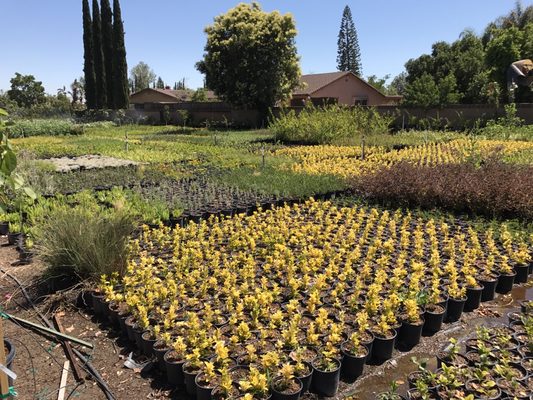 Macias Nursery 15594 Bledsoe St Sylmar Ca Nurseries Mapquest