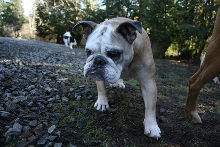 dogs a jammin dogs a jammin 26 reviews pet sitting 16725 232nd ave ne woodinville wa united dogs a jammin dogs a jammin 26 reviews pet sitting 16725 232nd ave ne woodinville wa united