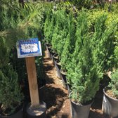 Star Nursery 71 Photos 52 Reviews Nurseries Gardening 2600 Photo Of Star Nursery North Las Vegas Nv United States