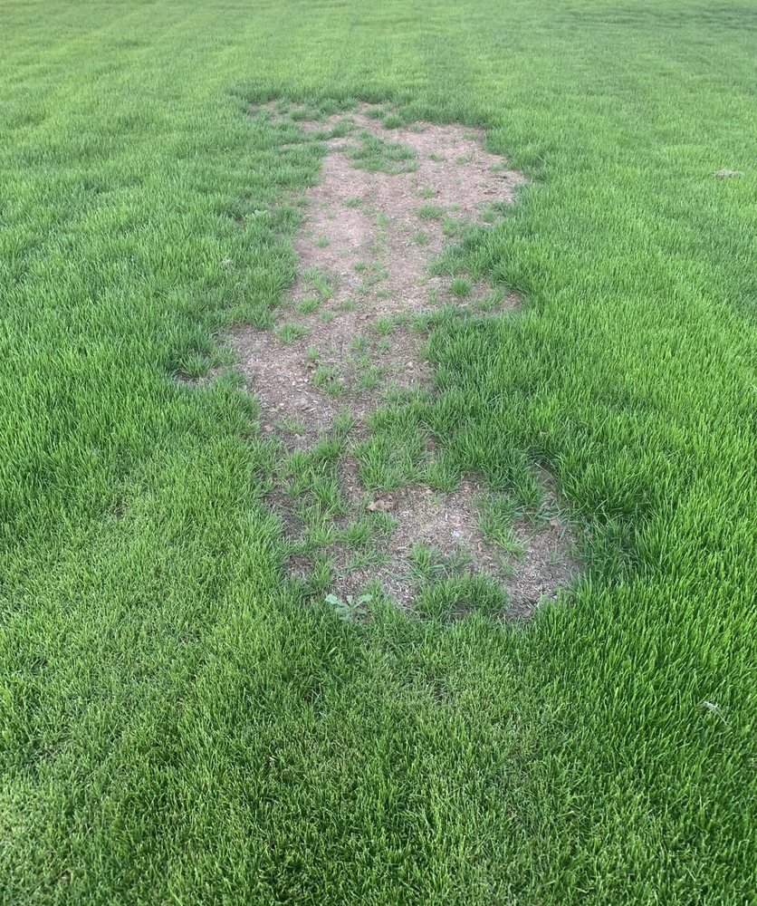Grassmaster
