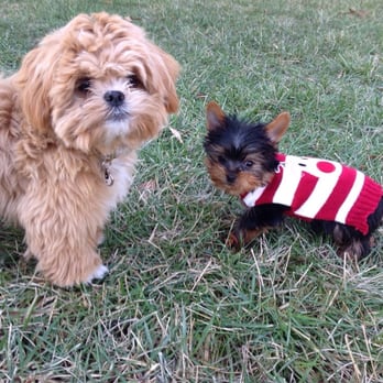 Gentle Touch Dog Grooming - 32 Photos &amp; 21 Reviews - Pet Groomers - 3147 Ravenwood Dr, Falls