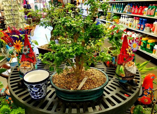 Payless Hardware Rockery Nursery 2927 S King Rd San Jose Ca Home
