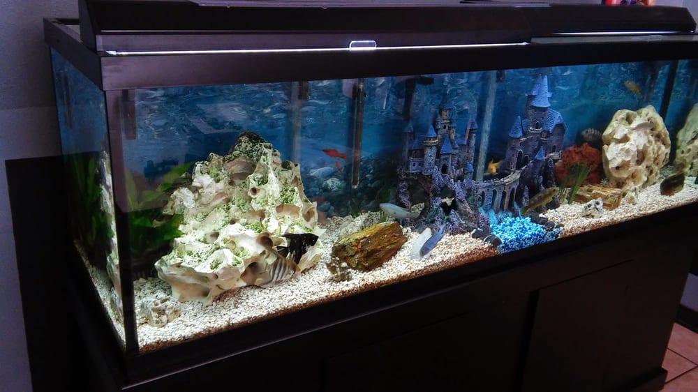 50 Fathoms Pet Shop 12 Photos & 15 Reviews Pet Stores 5237