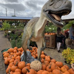 Flamingo Road Nursery 646 Photos 143 Reviews Nurseries Photo Of Flamingo Road Nursery Davie Fl United States Had A Bunch