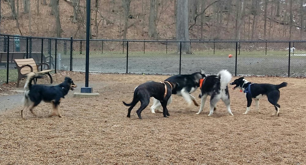 Paws Park of Greenfield Dog Parks 22 Petty Plain Rd, Greenfield, MA