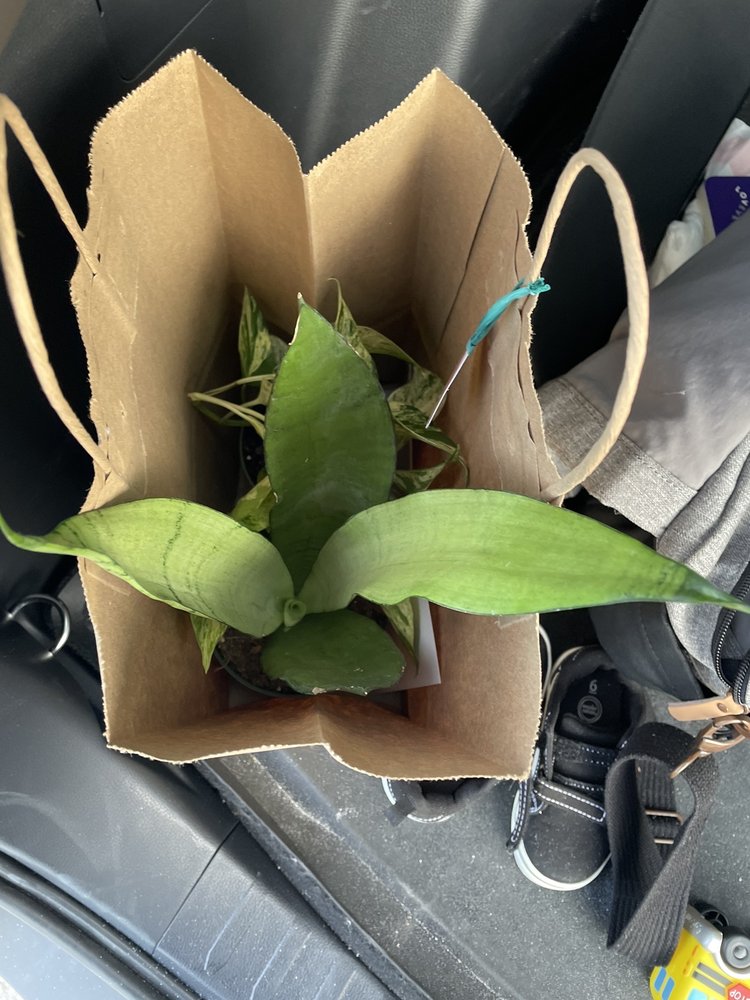 Fancy Leaf Plant Co