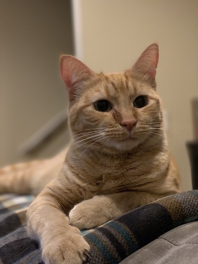 The Metro Pet