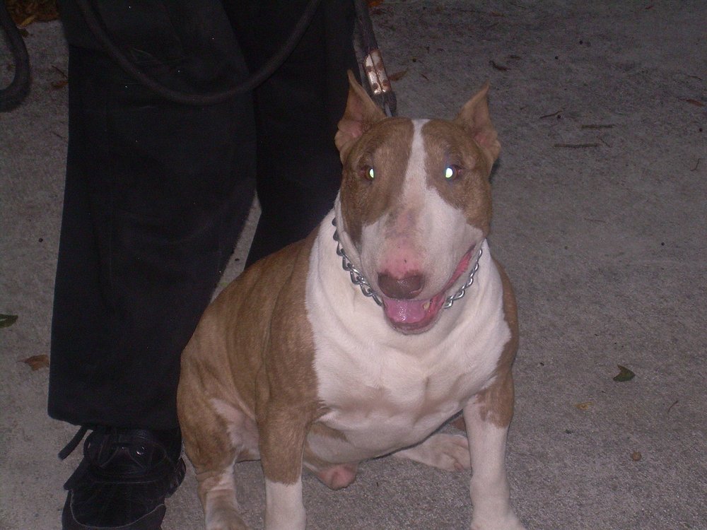 Old Red English Bulldogs Kennel 39 Photos Pet Sitting Harlem, New York, NY Phone Number