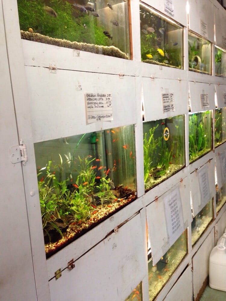 AquaLife Central Pet Store 20 Photos & 19 Reviews Aquariums 389