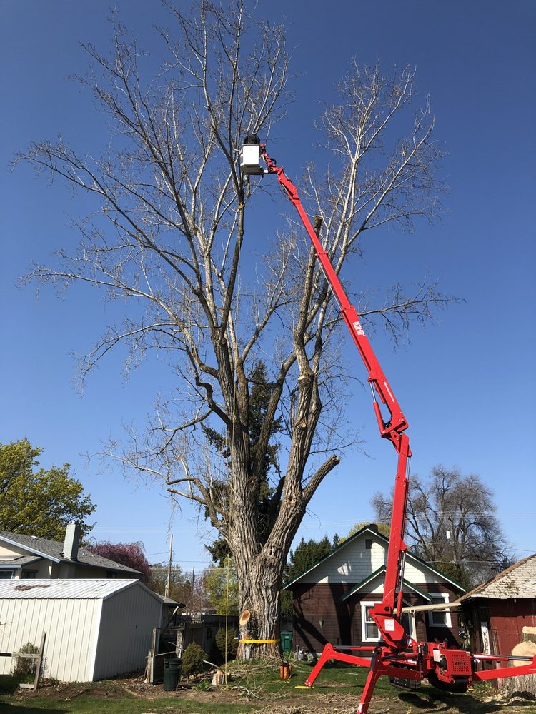 AP Tree Service