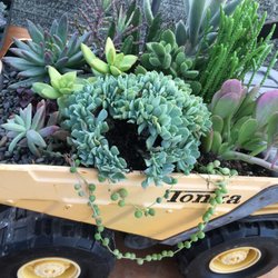 Star Succulent Nursery Nurseries Gardening 14447 E Tokay Photo Of Star Succulent Nursery Lodi Ca United States