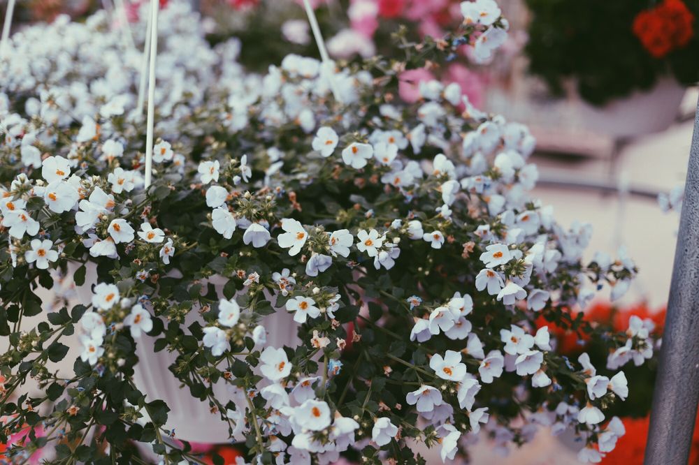 Photos for TLC Garden Centers Yelp