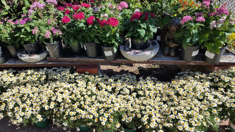 Spring Colors At El Plantio Nursery In Escondido Yelp Photo Of El Plantio Nursery Escondido Ca United States Spring Colors At