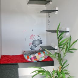 Photo of Gregory Hills - Macarthur Vet Group - Gregory Hills New South Wales, Australia. Cat Boarding - Luxury Suites