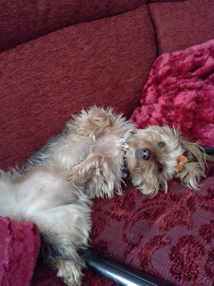 marks mobile dog wash