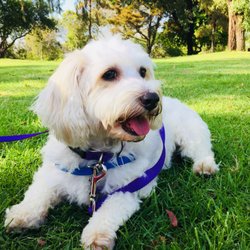 dog groomers oceanside dog groomers oceanside