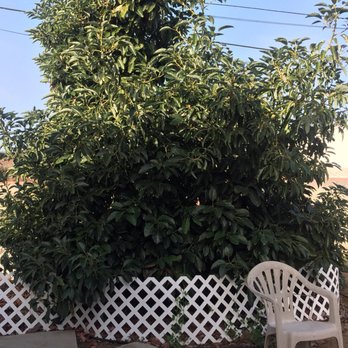 Garden View Nursery 61 Photos 52 Reviews Nurseries Gardening Photo Of Garden View Nursery Irwindale Ca United States About 12 Ft
