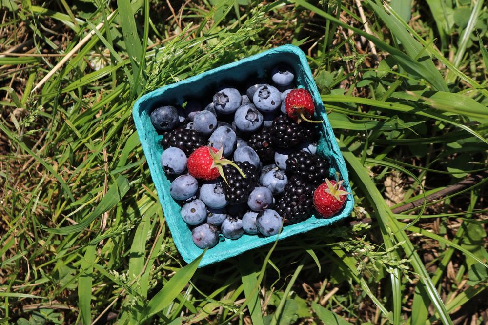 Windy Acre Farms 145 Photos & 38 Reviews Fruits & Veggies 3810 Middle Country Rd