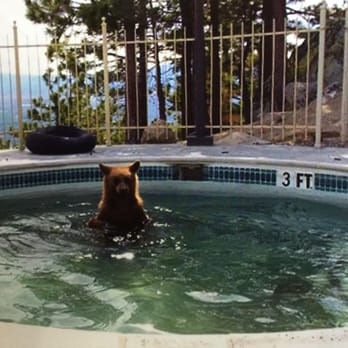 Lake Tahoe Resort Hotel 591 Photos 530 Reviews Hotels 4130 Lake Tahoe Resort Hotel 591 Photos 530 Reviews Hotels 4130 Blvd South Ca United States Phone Number Yelp
