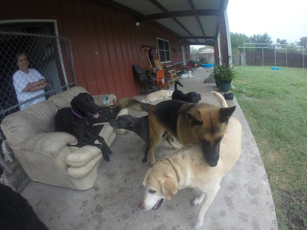 K9 Consultants 60 Photos Pet Training 20832 Amistad Rd, Harlingen