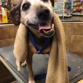 petsmart 38 photos 82